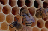 How Can Hive Products Improve Your Health? A Guide to Bee Pollen and Royal Jelly