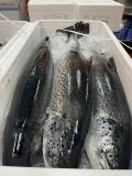CÁ HỒI NAUY TƯƠI NHẬP KHẨU CHUẨN SASHIMI